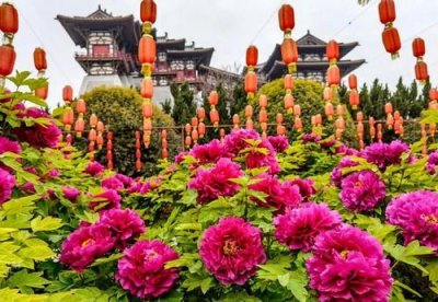 洛阳牡丹文化节2023什么时候举行(洛阳牡丹文化节2023)