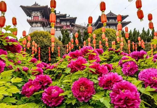 洛阳牡丹文化节2023什么时候举行(洛阳牡丹文化节2023)-第1张图片-