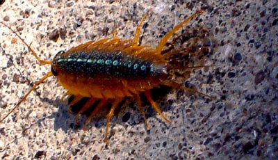 海蟑螂咬人,海蟑螂会不会主动咬人