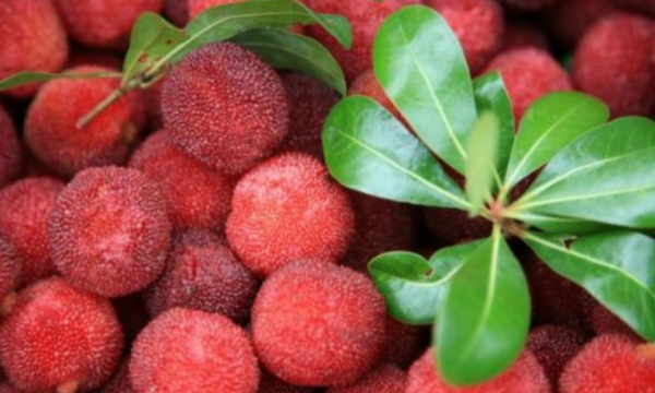 望梅止渴的历史人物,望梅止渴是哪个历史人物的典故图5