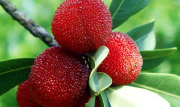 望梅止渴的历史人物,望梅止渴是哪个历史人物的典故图4