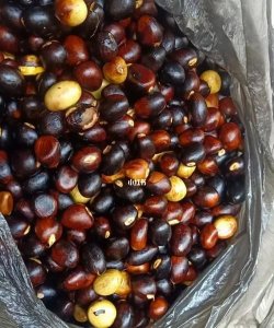 怎样剥凤眼果,什么是凤眼果?