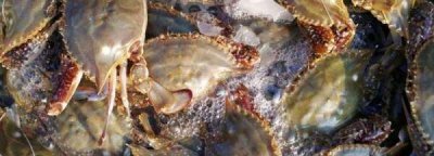 梭子蟹是淡水还是海水,梭子蟹是淡水还是海水