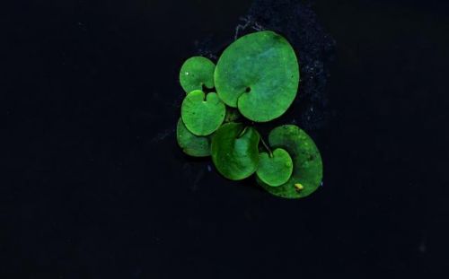 亚里士多德名言名句大全(亚里士多德著作)-第2张图片-