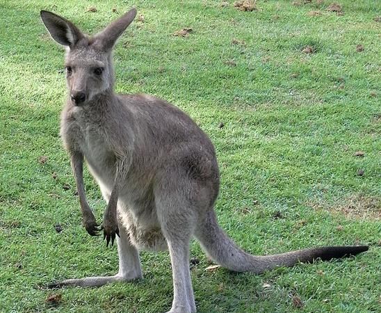 松鼠和袋鼠的尾巴可以干什么