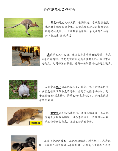 袋鼠的尾巴的作用是干什么的