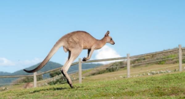 袋鼠尾巴的作用是什么,袋鼠的尾巴有什么作用图4