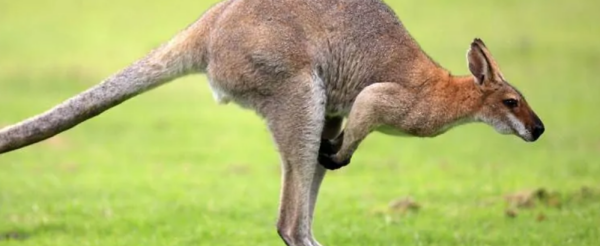 袋鼠尾巴的作用是什么,袋鼠的尾巴有什么作用图1