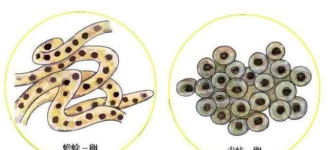 蟾蜍是什么动物,兔和蟾蜍比喻什么动物?图6