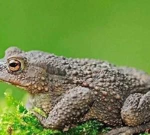 蟾蜍是什么动物,兔和蟾蜍比喻什么动物?图3