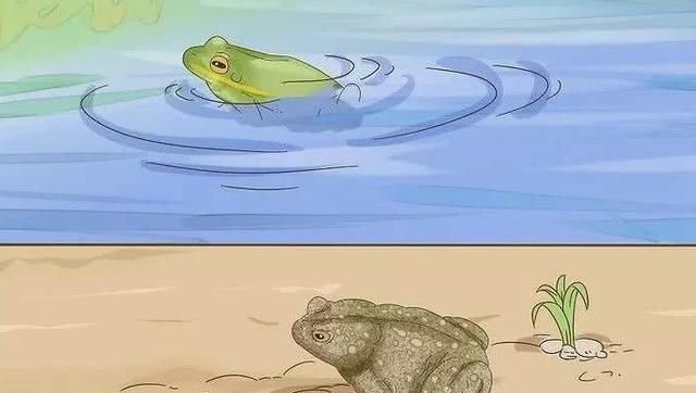 蟾蜍是什么动物,兔和蟾蜍比喻什么动物?图10