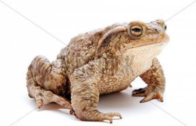 蟾蜍是什么动物,兔和蟾蜍比喻什么动物?