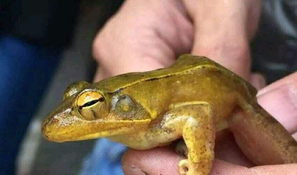 蟾蜍是什么动物,兔和蟾蜍比喻什么动物?图12