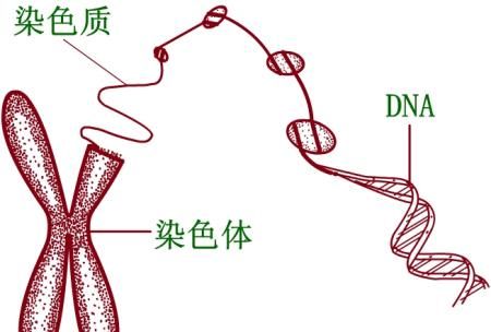 蟾蜍是什么动物,兔和蟾蜍比喻什么动物?图11