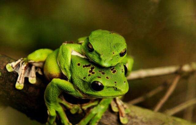 蟾蜍是什么动物,兔和蟾蜍比喻什么动物?图7