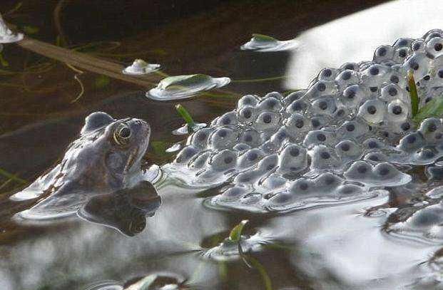 蟾蜍是什么动物,兔和蟾蜍比喻什么动物?图8