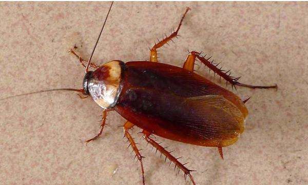 家有蟑螂怎么办,家里有蟑螂怎么办能除根家里放一物绝对没蟑螂超威图4