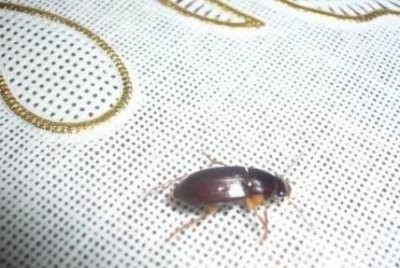 家有蟑螂怎么办,家里有蟑螂怎么办能除根家里放一物绝对没蟑螂超威