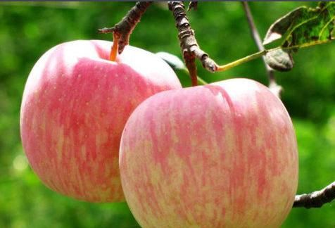 冬季新鲜水果有哪些,冬季产的水果有哪些?图13