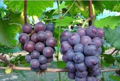 冬季新鲜水果有哪些,冬季产的水果有哪些?图11