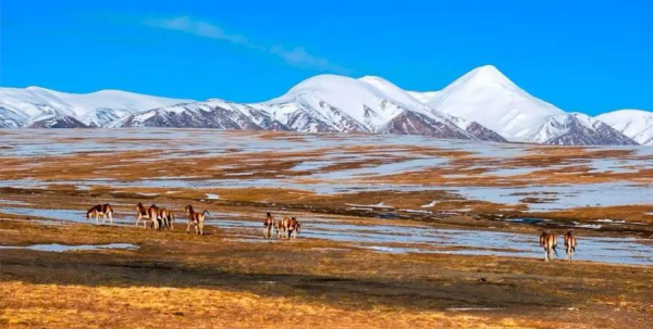 中国四大无人区分别是什么地方,中国四大无人区图7