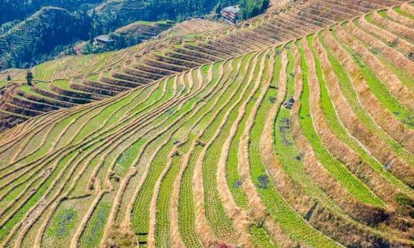 龙脊梯田在广西哪个县,梯田在哪里图8