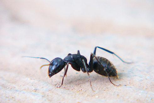 楼上有蚂蚁怎样能彻底消灭,家里住的楼房里有蚂蚁怎么办图4