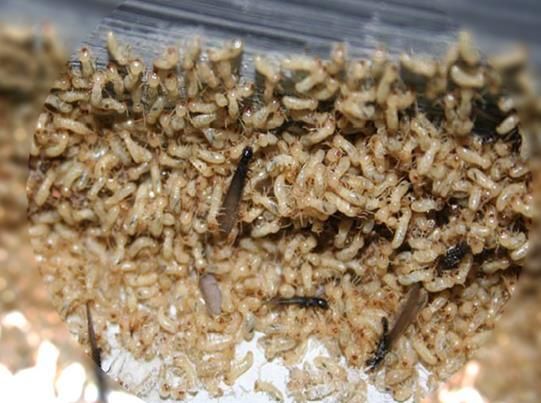 家里住的楼房里有蚂蚁怎么办