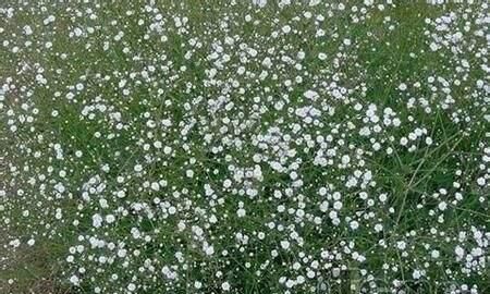 满天星花语,不同颜色的满天星花语是什么?图3