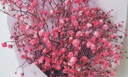 满天星花语,不同颜色的满天星花语是什么?图1