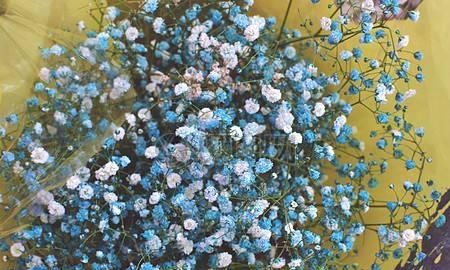 满天星花语,不同颜色的满天星花语是什么?图4