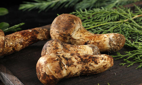 松茸为什么不能水洗,松茸如何清洗图4