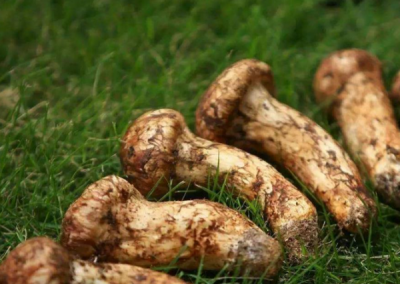 松茸为什么不能水洗,松茸如何清洗