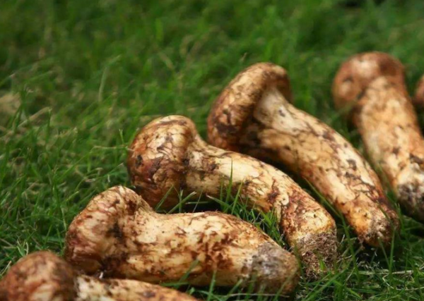 松茸为什么不能水洗,松茸如何清洗图1