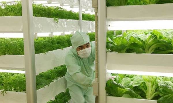 有机菜是什么菜,有机菜是什么菜?图3