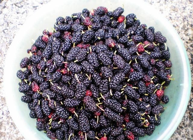 桑葚泡酒为什么浮起来,自酿桑椹酒中毒怎么解决?图3