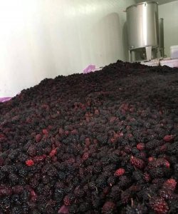 桑葚泡酒为什么浮起来,自酿桑椹酒中毒怎么解决?