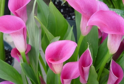 冬天开什么花,冬天开的常见的花有哪些图6