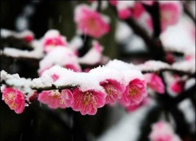冬天开什么花,冬天开的常见的花有哪些