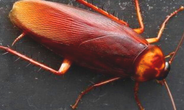 房间里有蟑螂的原因,家里为什么会出现蟑螂图2