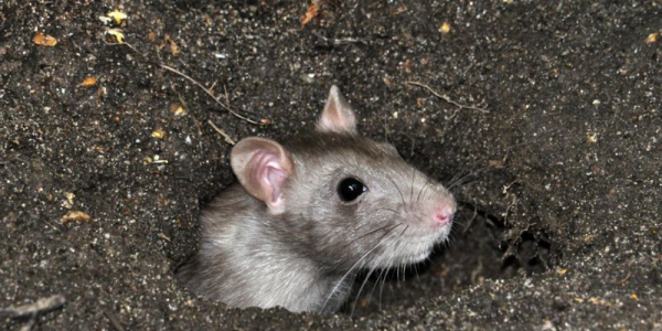老鼠怕灯光,老鼠怕光吗图2