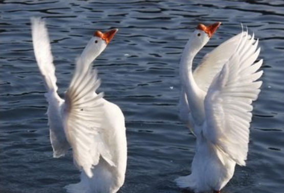 十二生肖禽类有哪些,十二生肖哪些是家畜图2