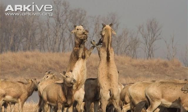 四不像的意思,四不像的意思是什么,出处是哪里?图5