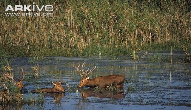 四不像的意思,四不像的意思是什么,出处是哪里?图4