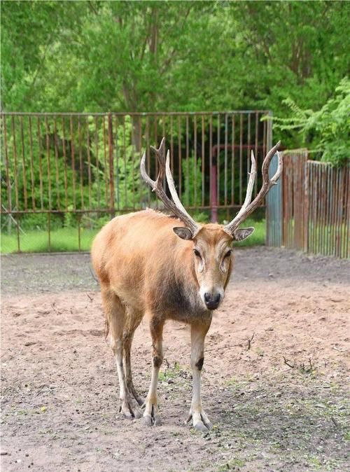 四不像的意思是什么,出处是哪里