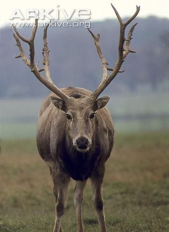 四不像的意思,四不像的意思是什么,出处是哪里?图3