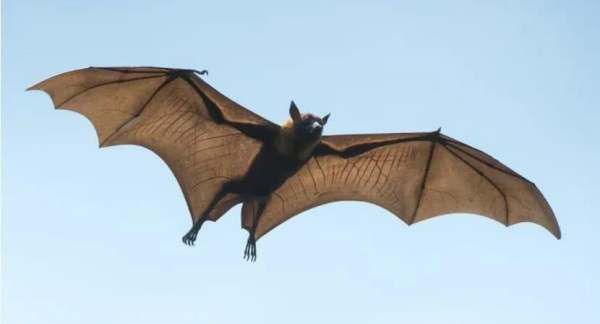 蝙蝠寿命最长,蝙蝠的寿命有多久?图4