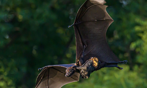蝙蝠寿命最长,蝙蝠的寿命有多久?图2