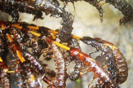 蜈蚣怎么消灭最彻底,家里有蜈蚣窝怎么办图1