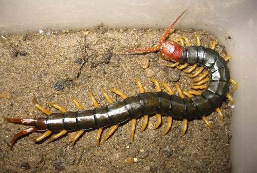 蜈蚣怎么消灭最彻底,家里有蜈蚣窝怎么办图3